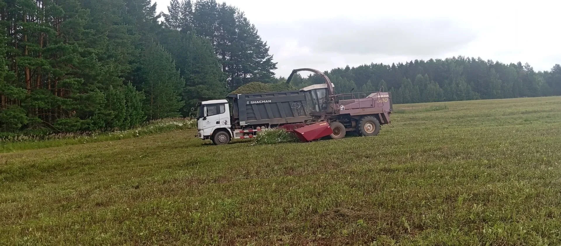 ✅СХПК СА колхоз "Ошаевский" выполнил план по заготовке кормов. Заложено зелёной массы н...