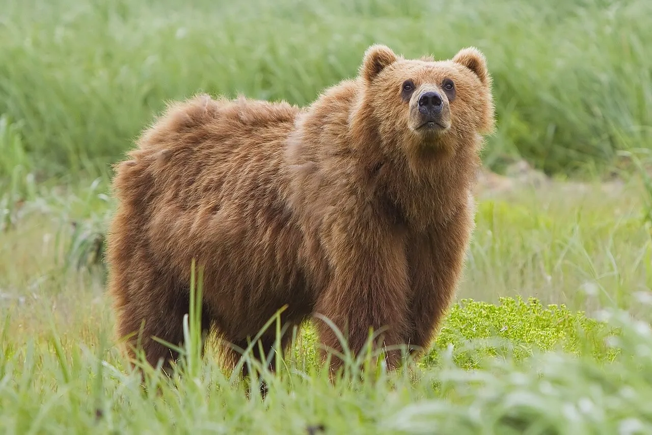 🐻 Медведей в Татарстане начали чаще замечать рядом с жилыми домами — жителей призвали ...