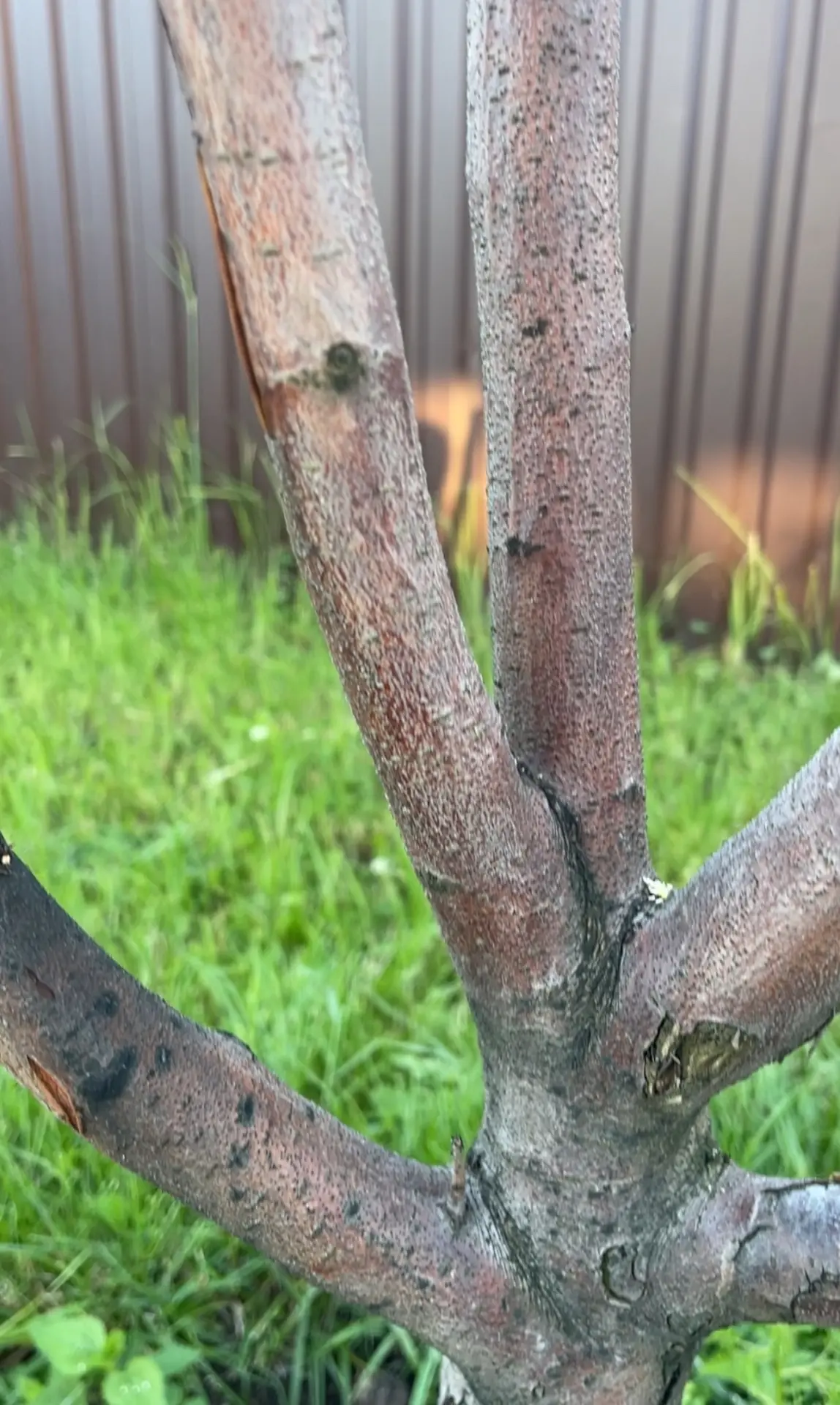 🌳 Цитоспороз: тихий враг сада 🌳

Цитоспороз — опасное грибковое заболевание плодовых деревьев (чащ