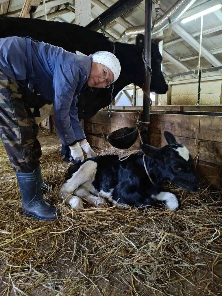 В Горном улусе — пополнение! 🐮3 июня в селе Ерт, в хозяйстве «Шологон ас», произошло важное для все