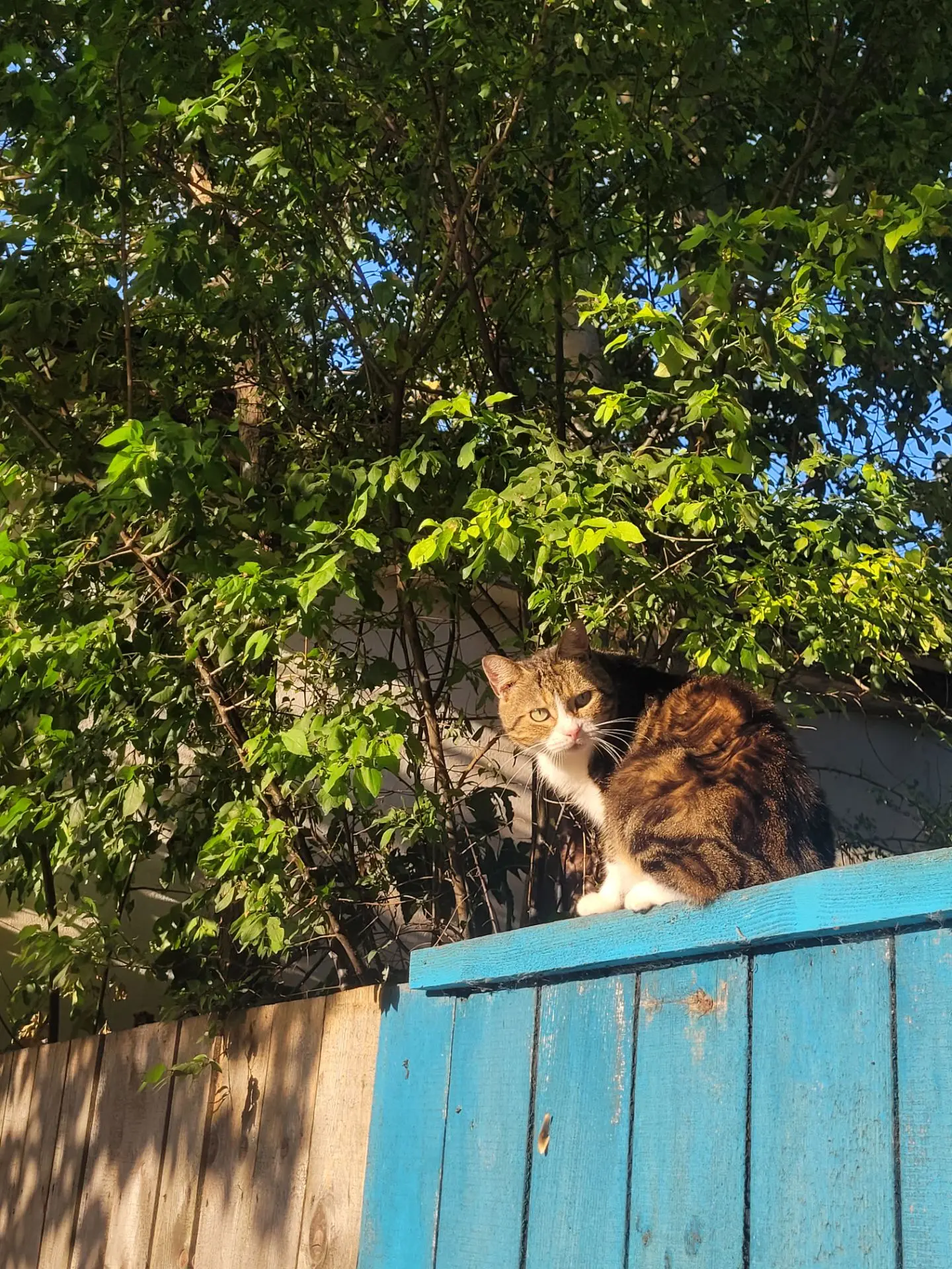 🌤 В понедельник, 5 октября, в Майкопе ожидается теплая и преимущественно ясная погода.