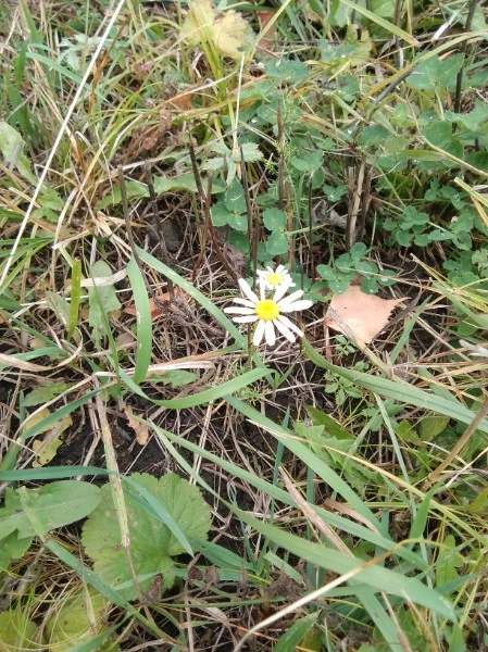 Мой одуванчик расцвел, попутал времена года🌻 Эххх уходящее лето....
