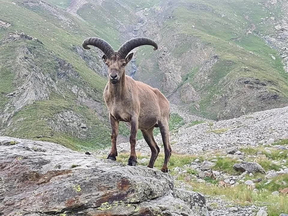 КОЗЁЛ - ЭТО ЗВУЧИТ ГОРДО