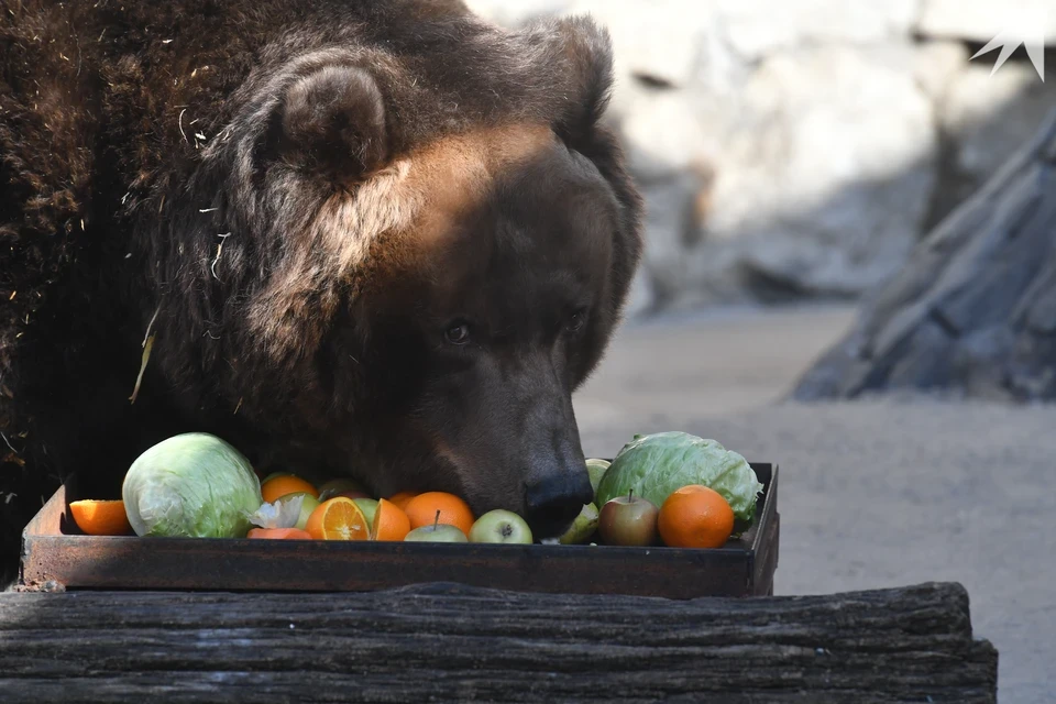 🐻 В зоопарк Екатеринбурга привезли медведя и камышового кота