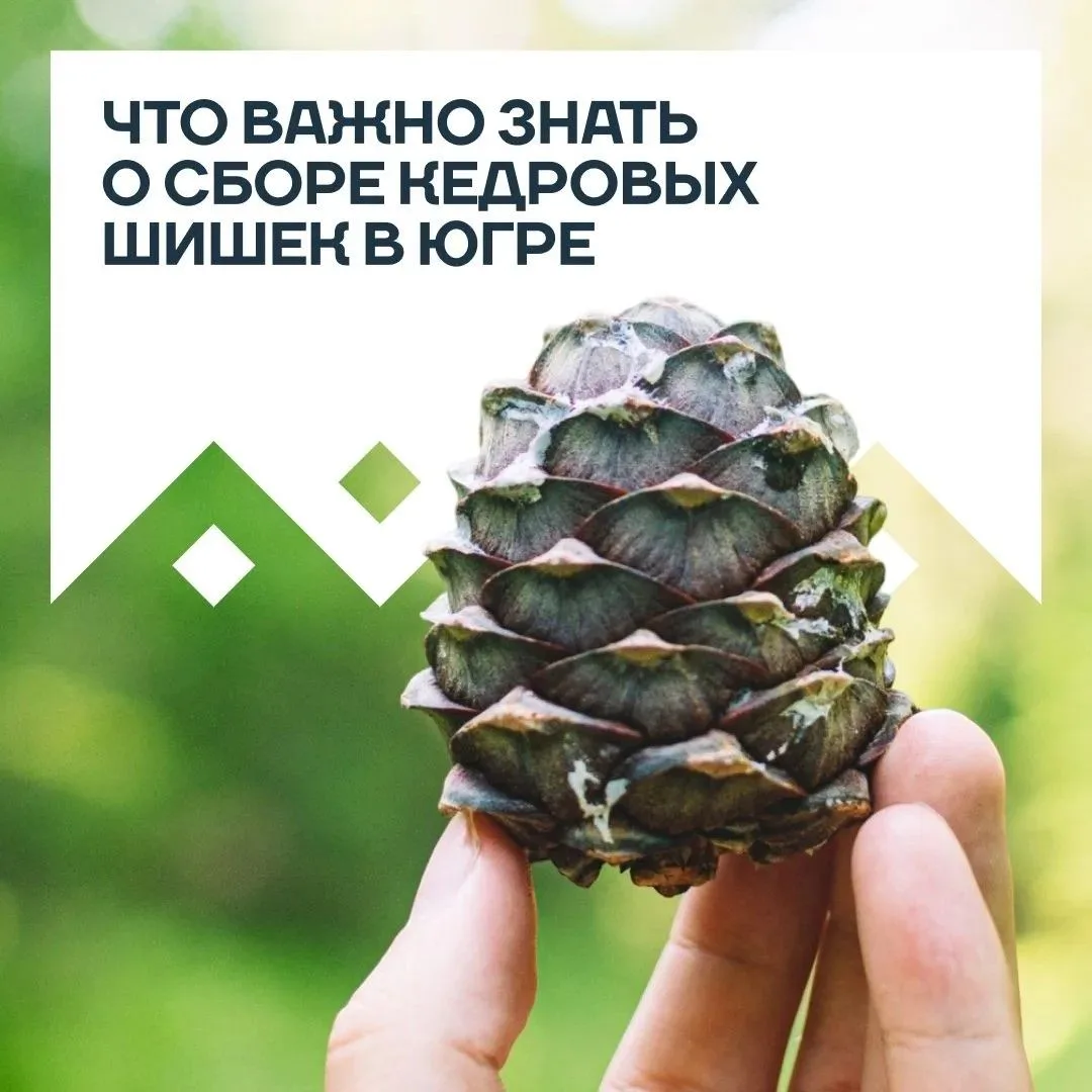 С сегодняшнего дня в Югре официально разрешен сбор кедрового ореха 🌲