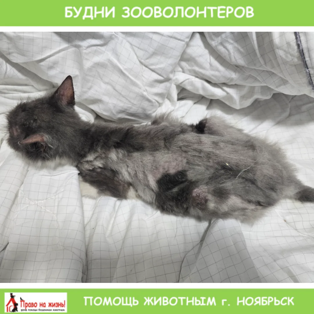ИЗ БУДНЕЙ ЗООВОЛОНТЁРОВ 🐾