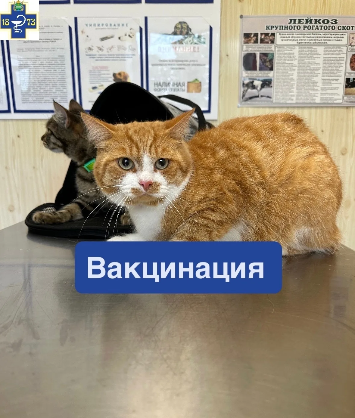 ✅Два брата:Степан и Борис,приходили к нам на вакцинацию от бешенства!
✅Даже если питомец живёт дома 