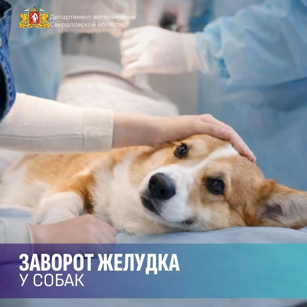 🚨  Заворот желудка у собак

Опасное состояние, чаще встречающееся у крупных и пожилых собак.

Симпт