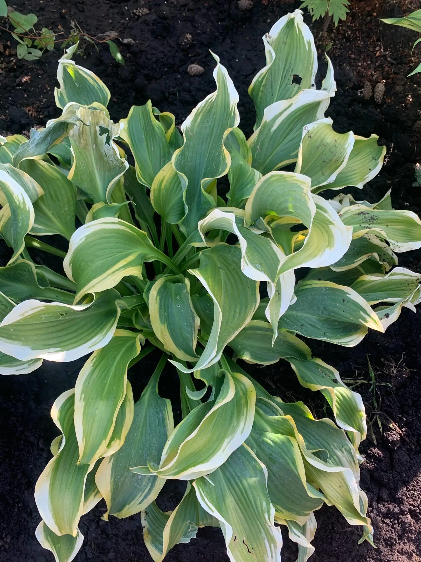 ХОСТА💚