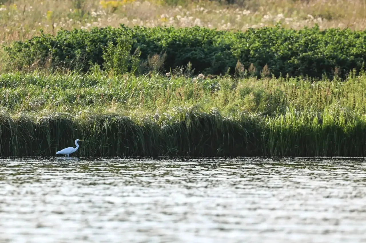 Однажды в Богослово... цапля явно скучала в ожидании журавля из сказки 🦢