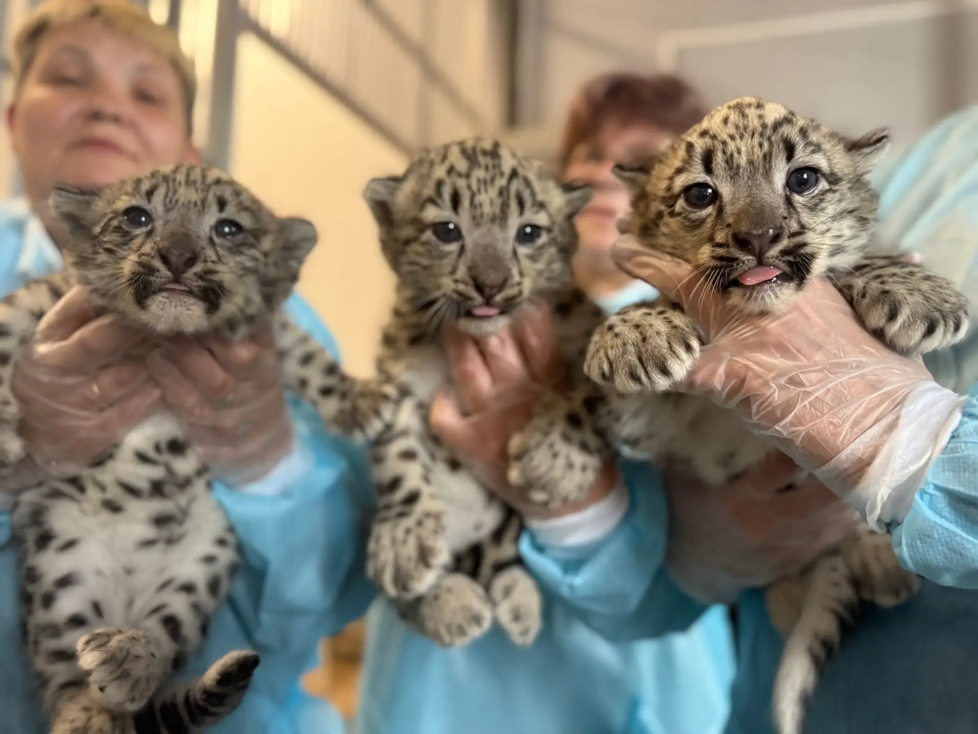 Гайва | р-н Орджоникидзевский |Пермь🏡

В Пермском зоопарке родились три котенка снежных барсов

Пар