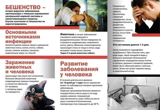 В Топкинском муниципальном округе вновь выявили больное бешенством животное. На этот раз заболел кот