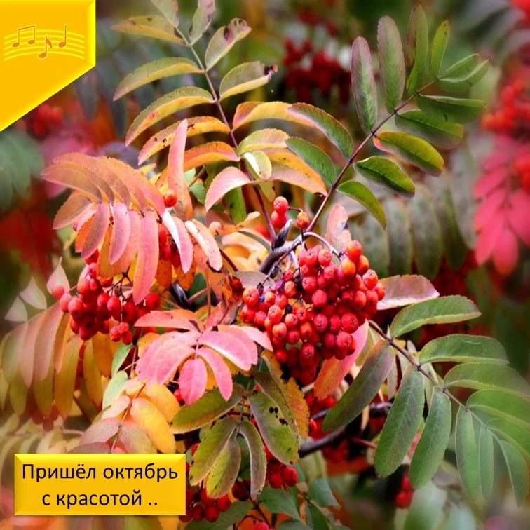 🍁Октябрь!  Осень зрелая.