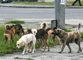 Бездомных животных из 8 районов повезут в саратовский пункт передержки

Областное правительство утве