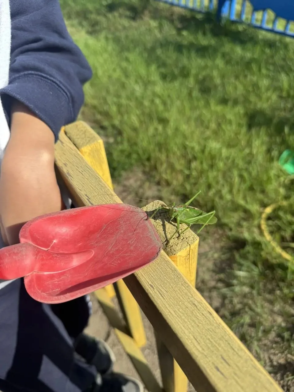 🦋Наблюдение за насекомыми  во время прогулки, способствует развитию познавательного ин...