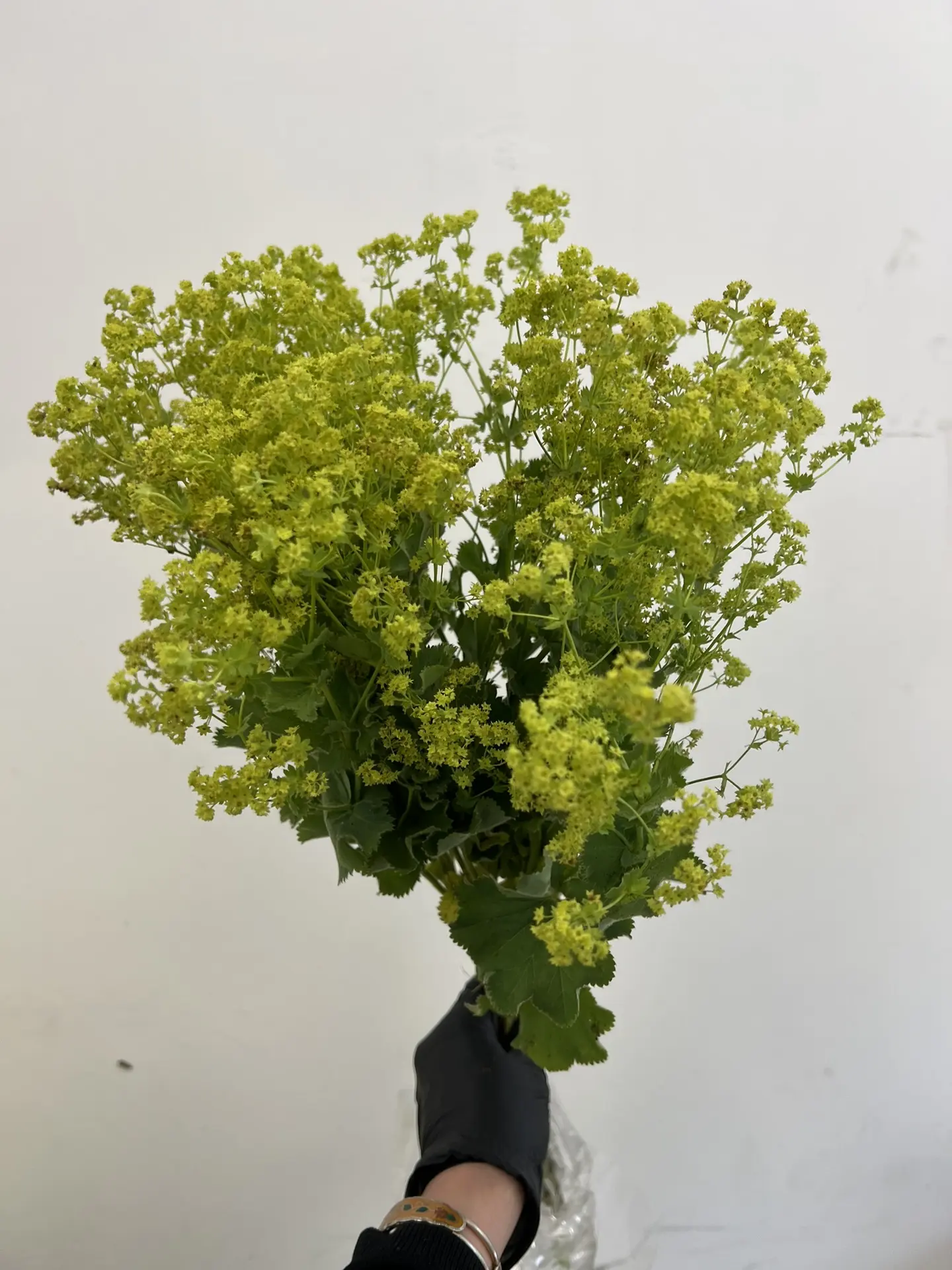 Манжетка

- 105₽-