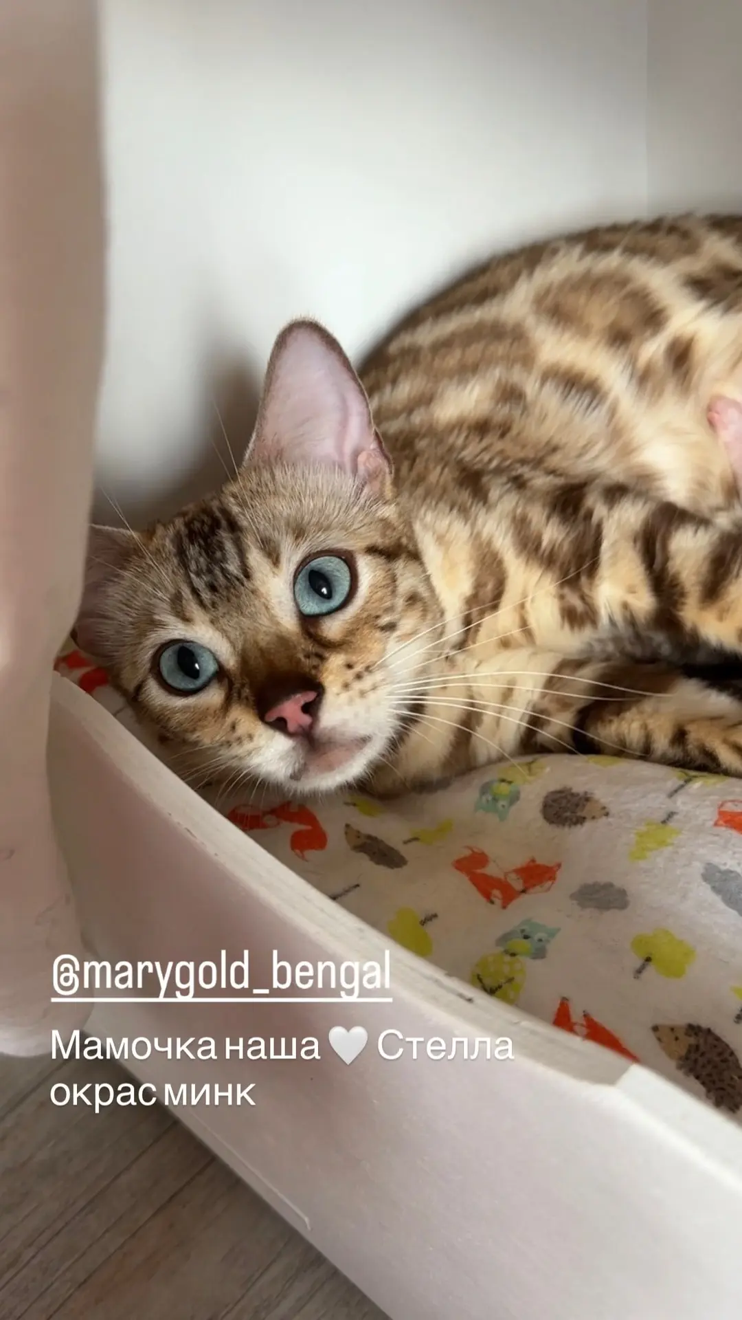 Стелла ❤️мамочка наша 
Она так же дочка нашей Теслы 🥰
#бенгальскаякошка