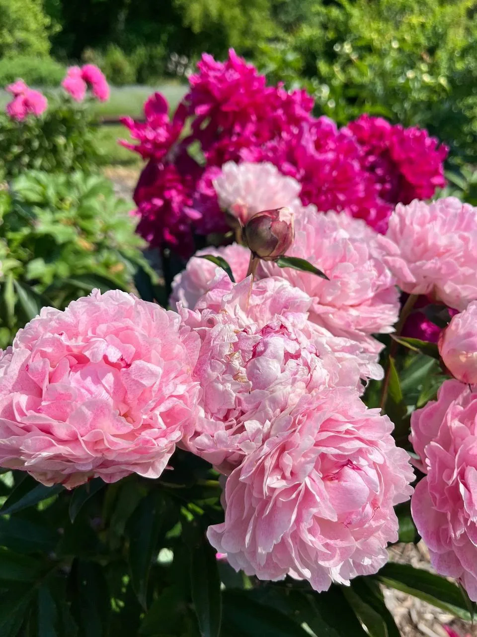 🌸 Минутка эстетики

Зацените, какая красота расцвела в ботаническом саду

MDK Воронеж 👈 подписатьс