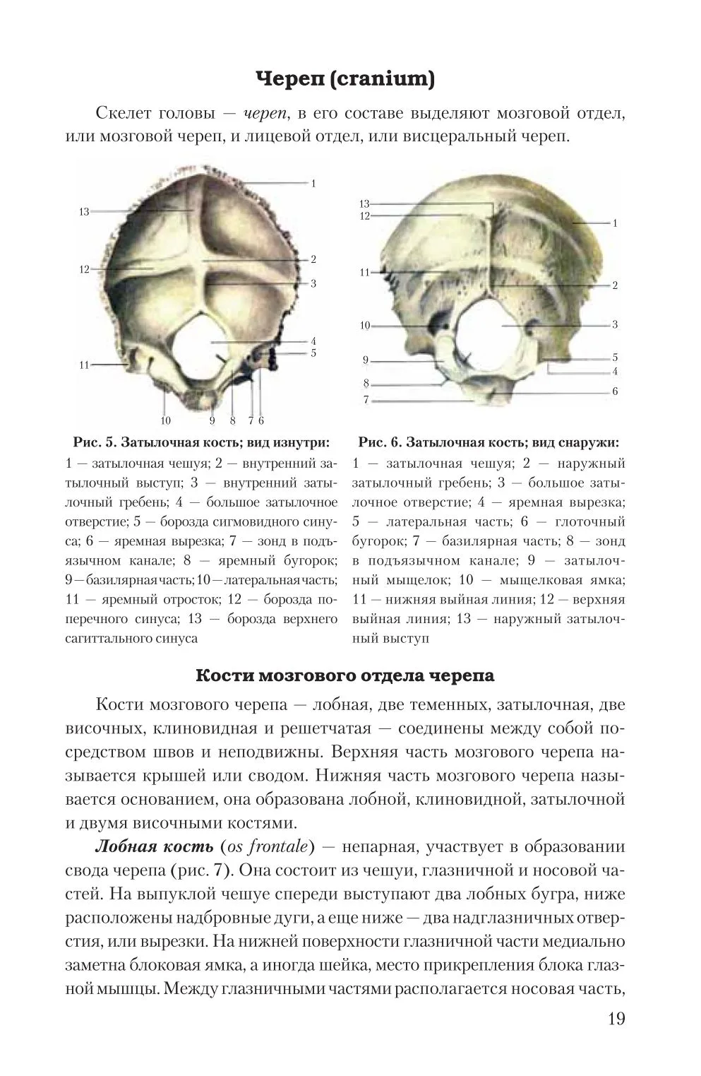 Череп