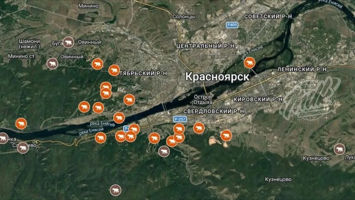 🐻 Красноярские власти решили башлять за медведей