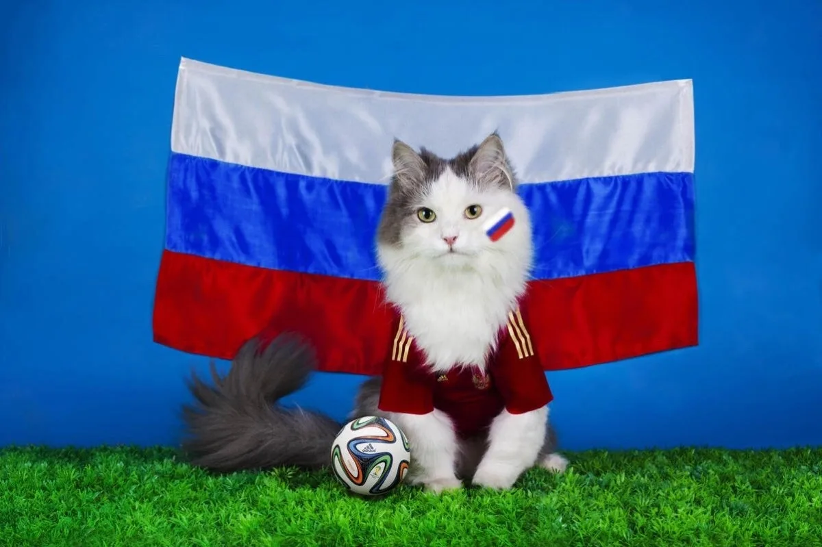 Дорогие наши подписчики, вы — наше пушистое счастье и главная опора! ❤️