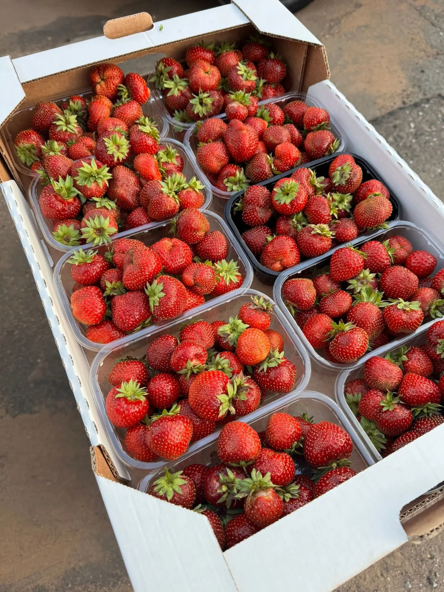♻ Прямо сейчас начинается сбор клубники в Шарканском КФХ.🍓
