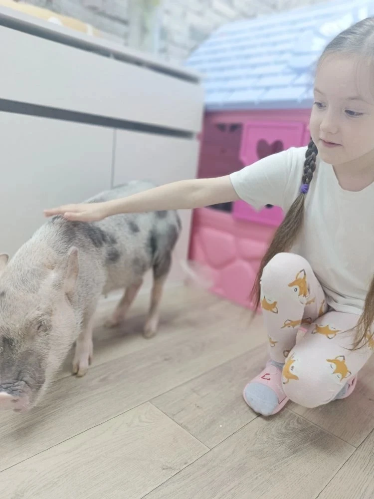 Piggy Place с минипигами🐽