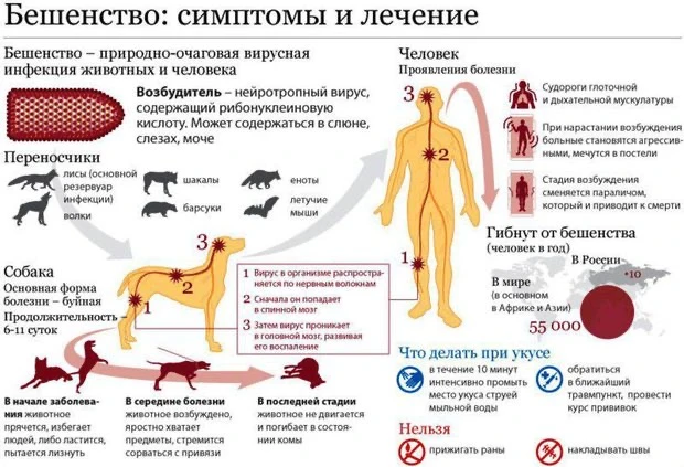 Осторожно бешенство!