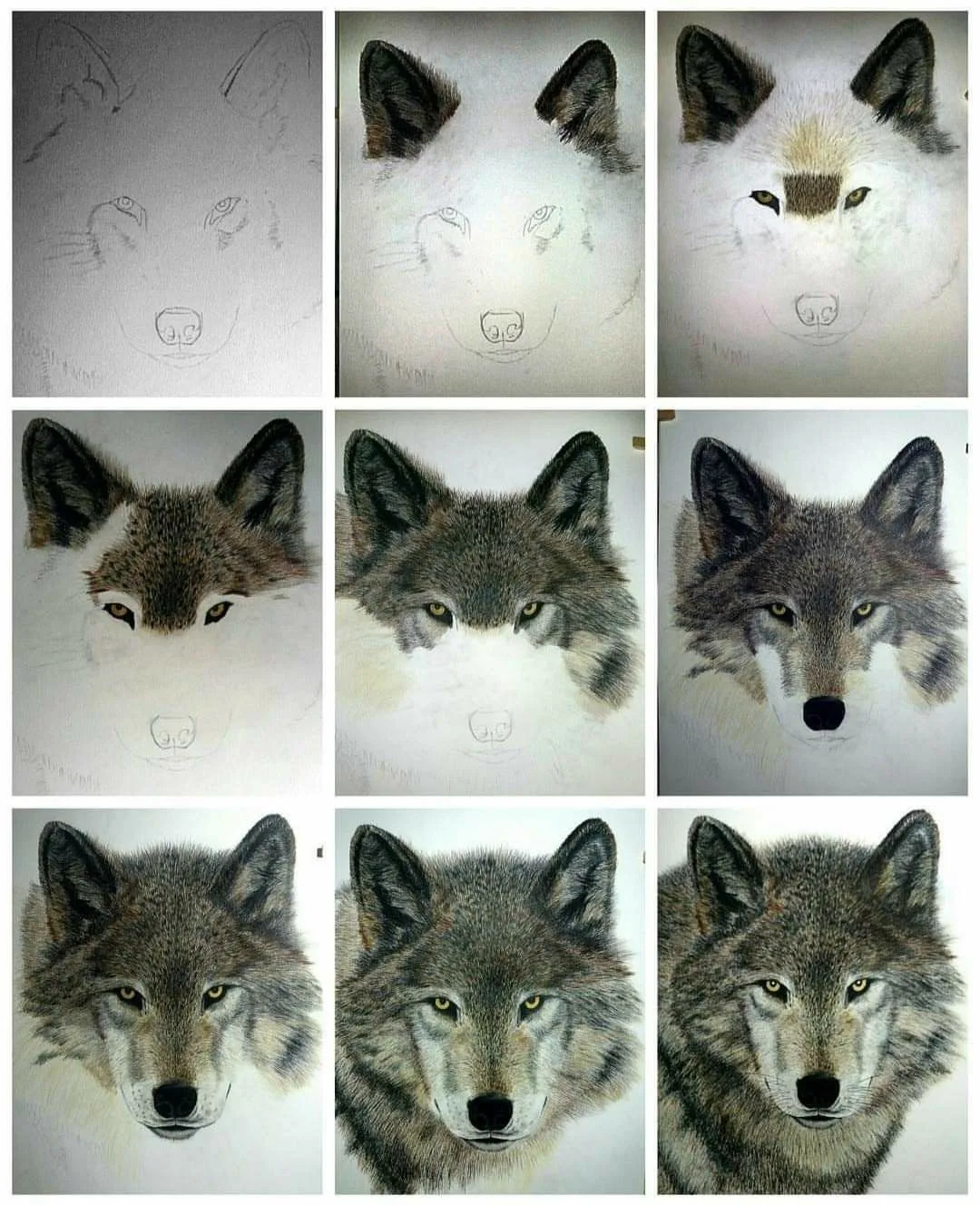 Волк поэтапно 🐺