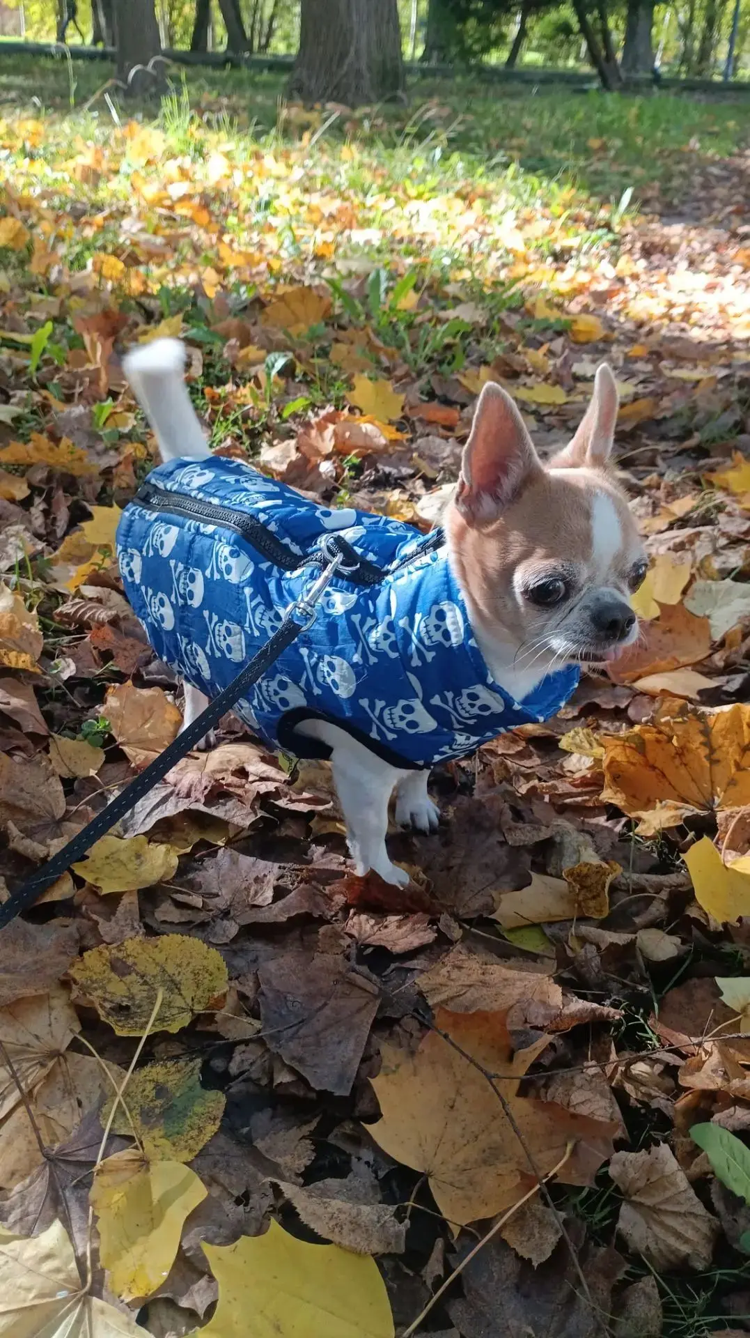Осенний пёсик Фантик. Гроза городских окресностей🐶💀😅