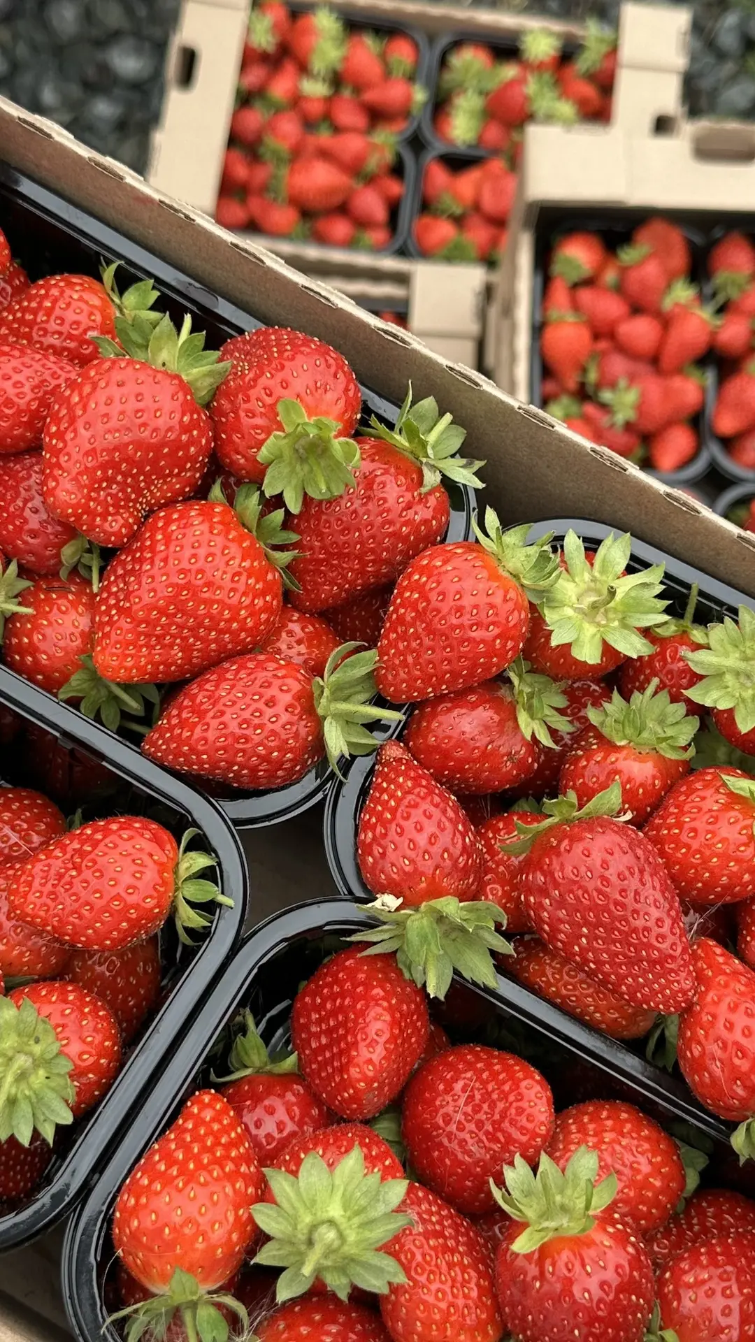 Лето идет к закату, а мы стараемся успеть насладиться местной клубничкой🍓