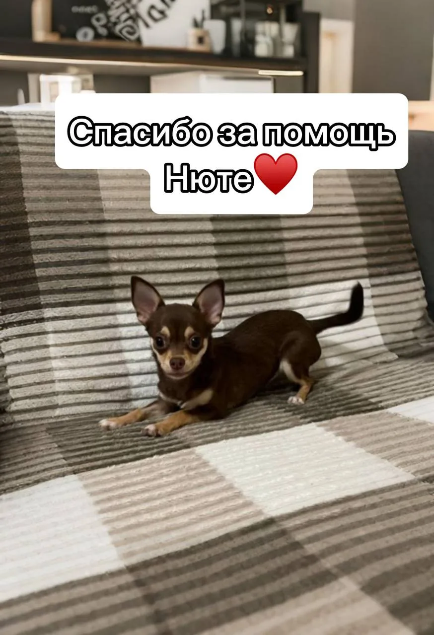 НОВОСТИ ПО НЮТЕ: К СОЖАЛЕНИЮ, ПОКА БЕЗ УТЕШИТЕЛЬНЫХ ПРОГНОЗОВ… 🚨💔  Нюту выписали, но на сегодняшний 