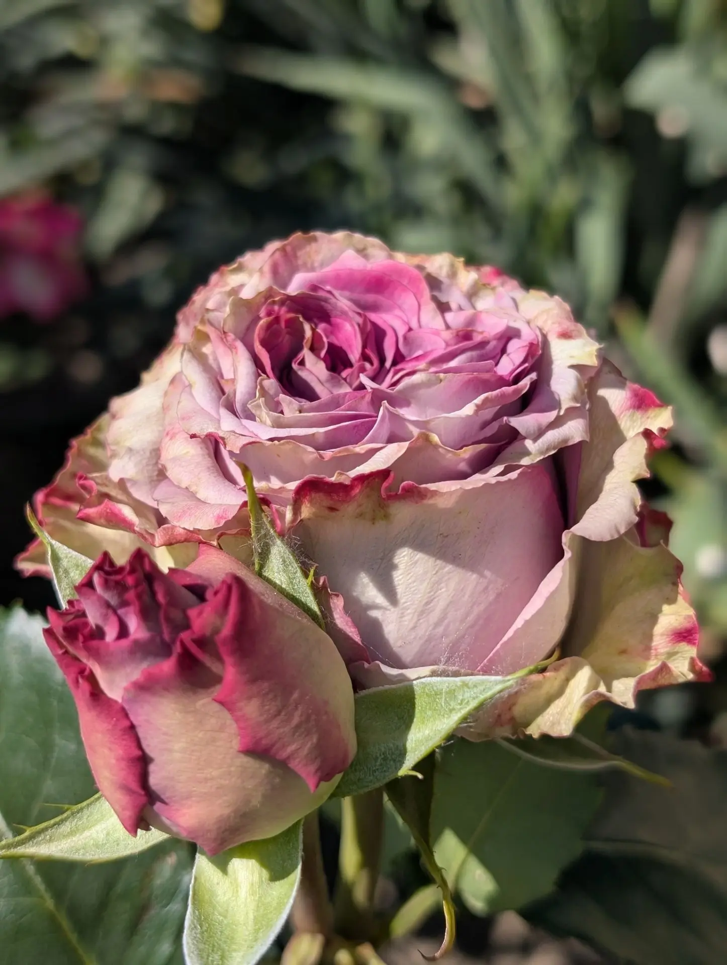 Доброе утро!🌷