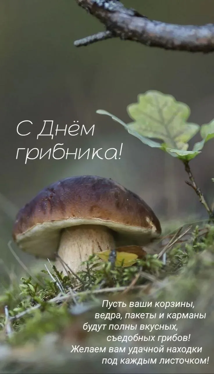 Всемирный день грибника