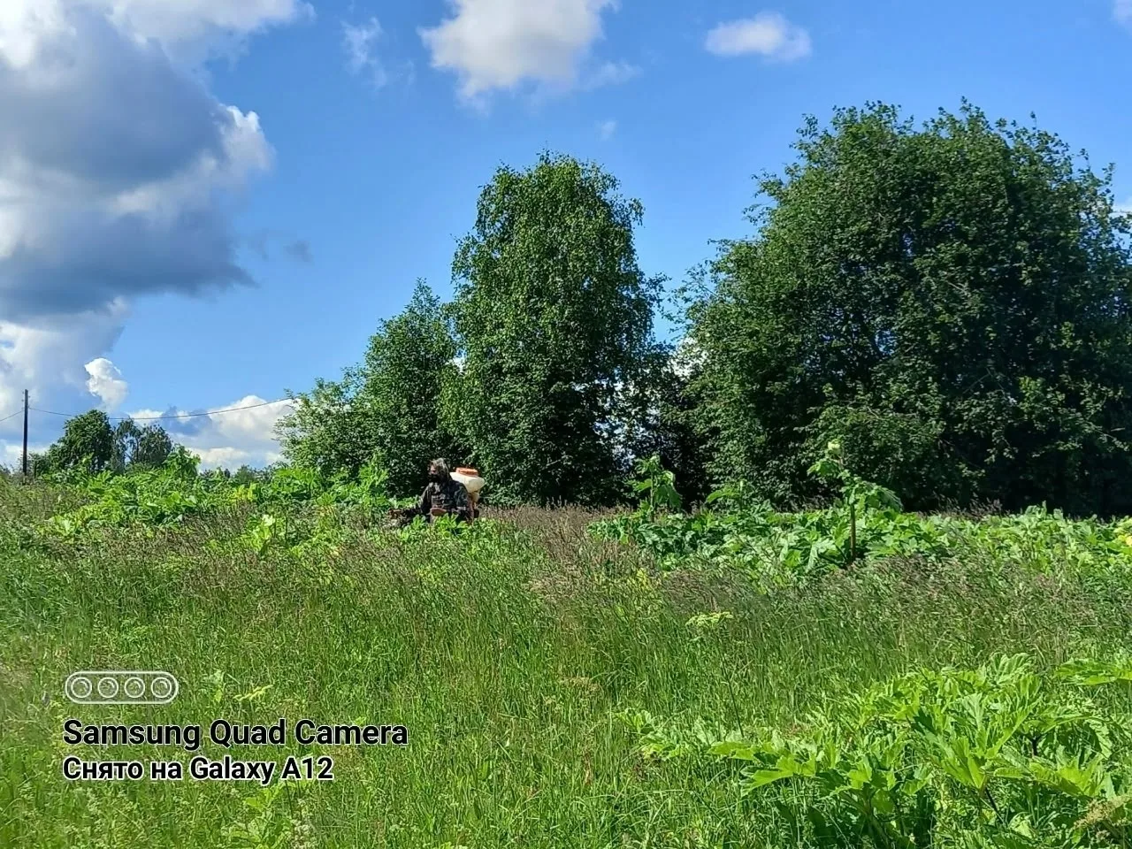 🌿 На территории Ошевенского отдела Каргопольского округа успешно уничтожили борщевик С...
