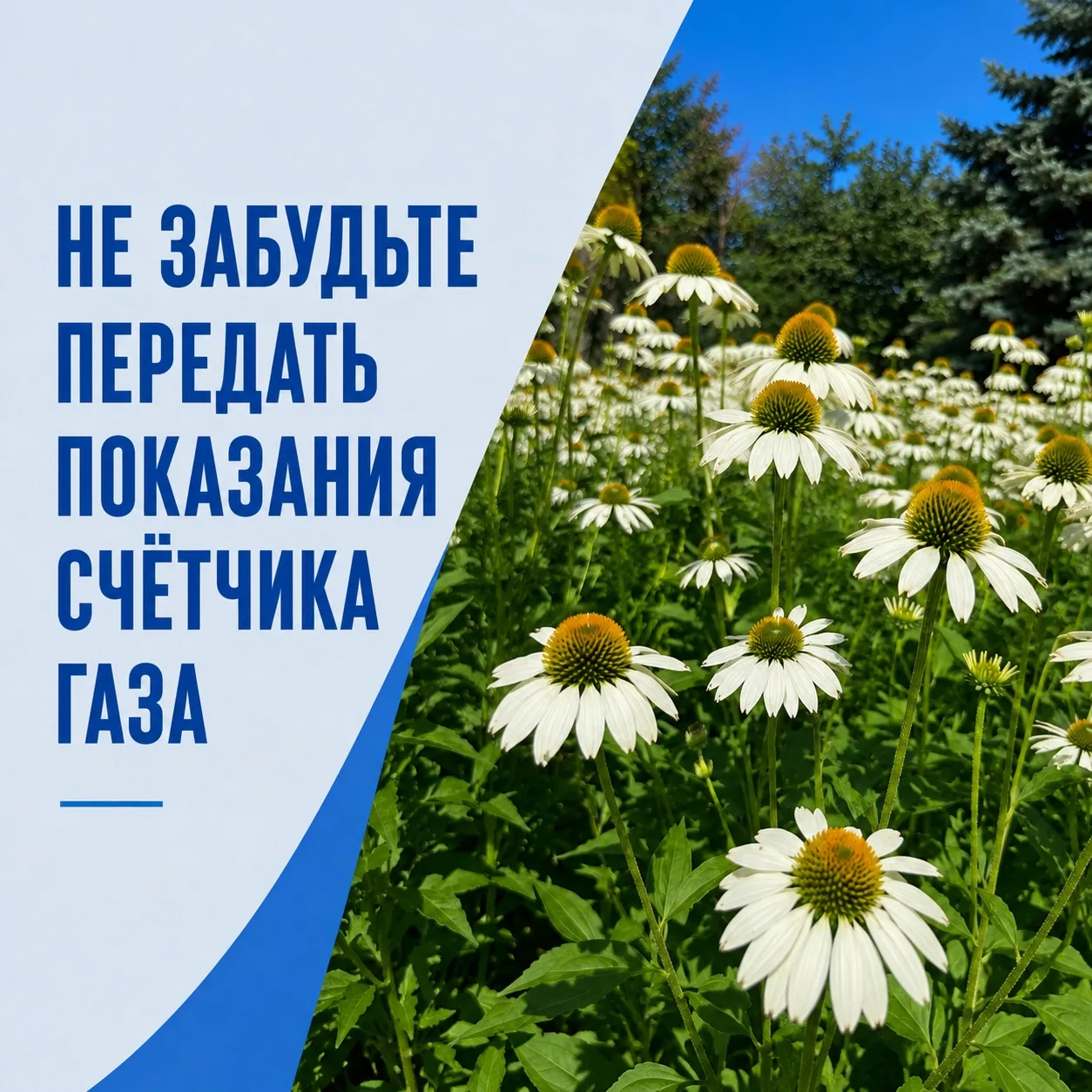 Удобнее это сделать онлайн:

👉🏻 на сайте поставщика газа

👉🏻 в личном кабинете «Мой ГАЗ»

👉🏻 ч