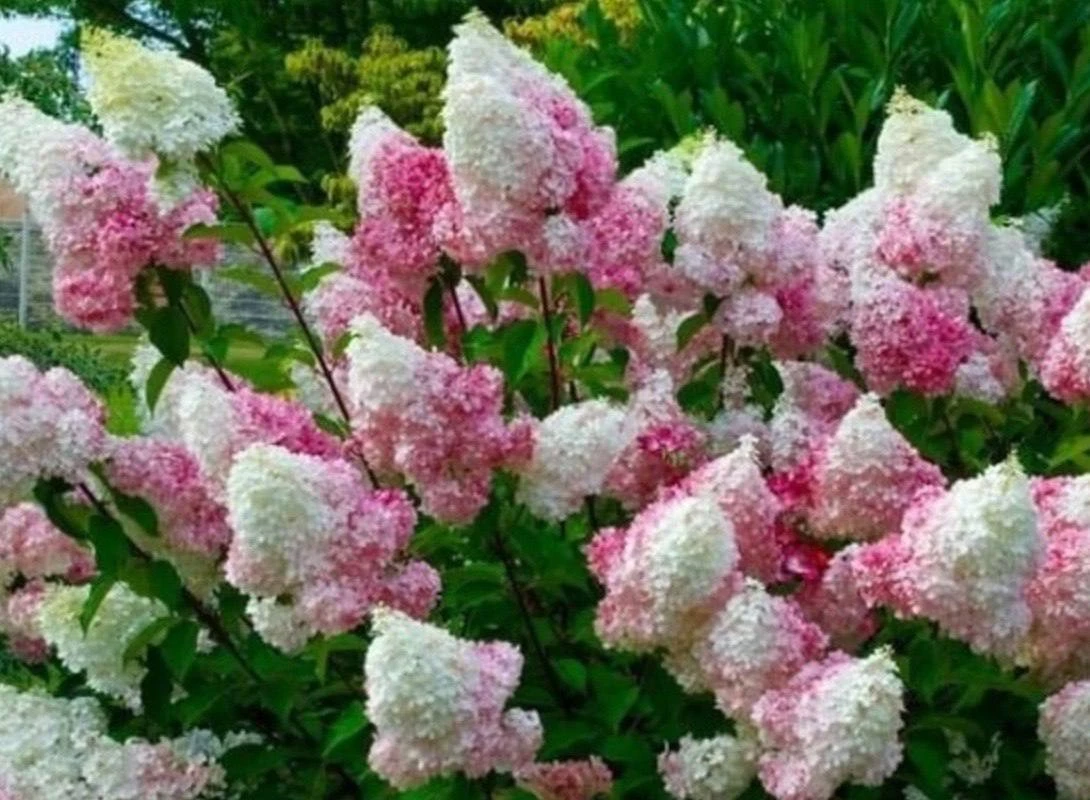 Какие рaстения посaдить рядом с гортензией🌸