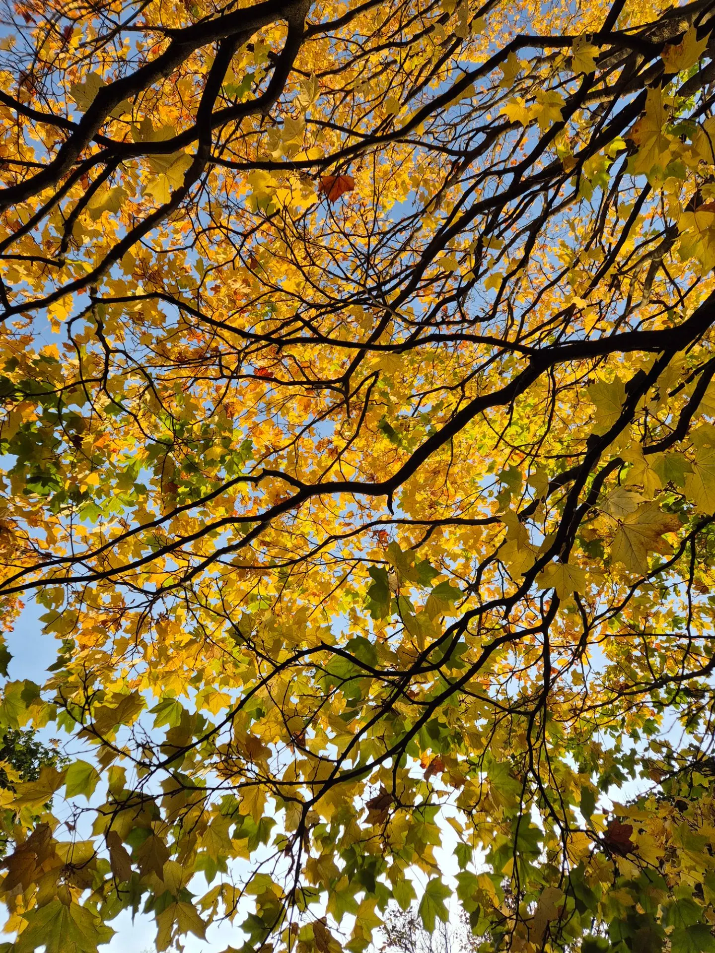 Вечерняя прогулка в парке Муринский ручей  🍁🍂