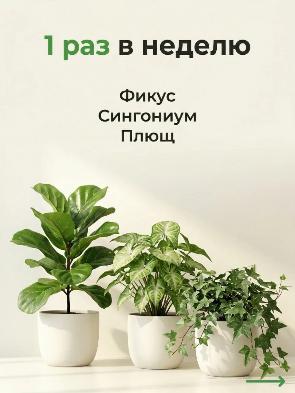 Секреты полива и питания комнатных джунглей: шпаргалка от ОрганикМикс 🌿  По статистике 93% россиян в