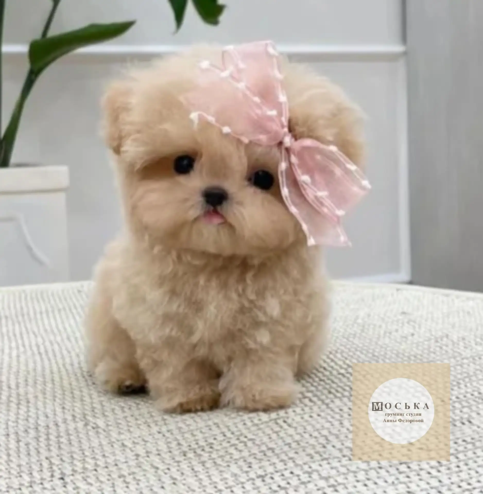 💖 Не забывайте об эстетике! Стрижки, ухоженный вид и различные стили могут не только приносить радо