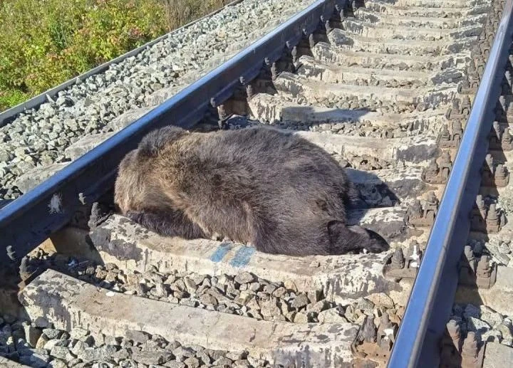 🐻 На железной дороге в Серове и под Ивделем за сентябрь погибли три медведя