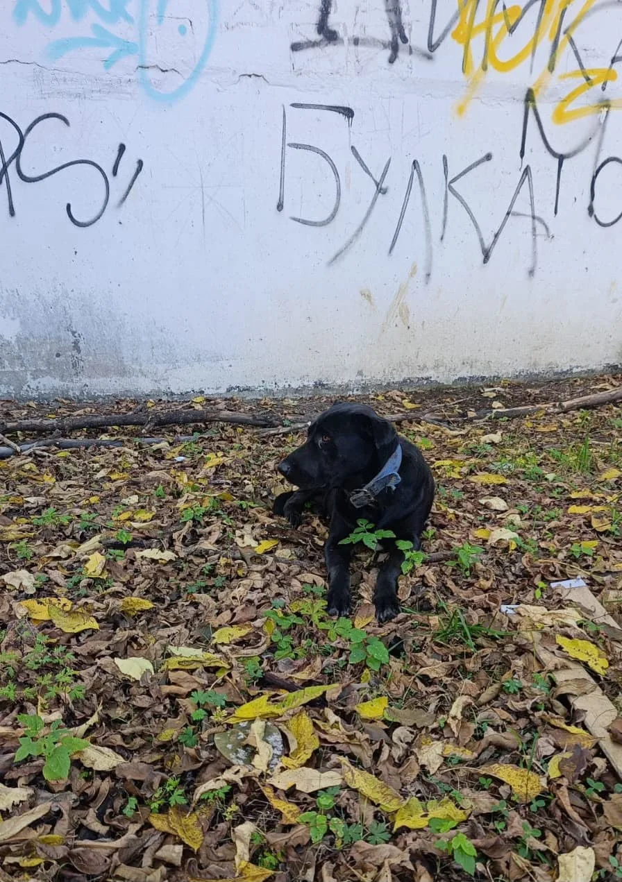 Кто потерял товарища? Воет лежит. Синий ошейник. Район БАМа. Репост, пожалуйста!