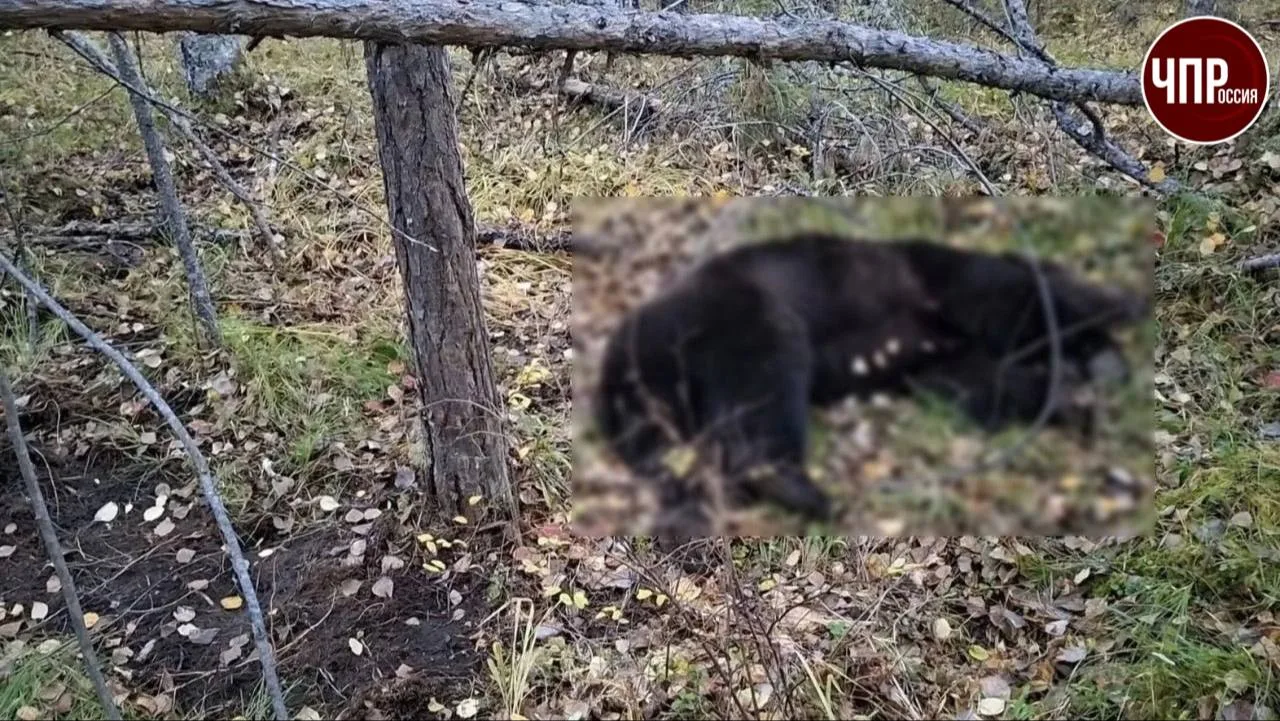 😱Медведь проник к работнику в жилой вагончик и жестоко растерзал его.