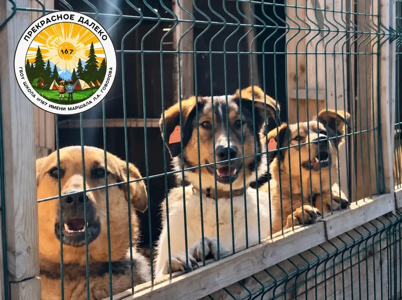 Друзья, давайте совершим доброе дело вместе! 🐾