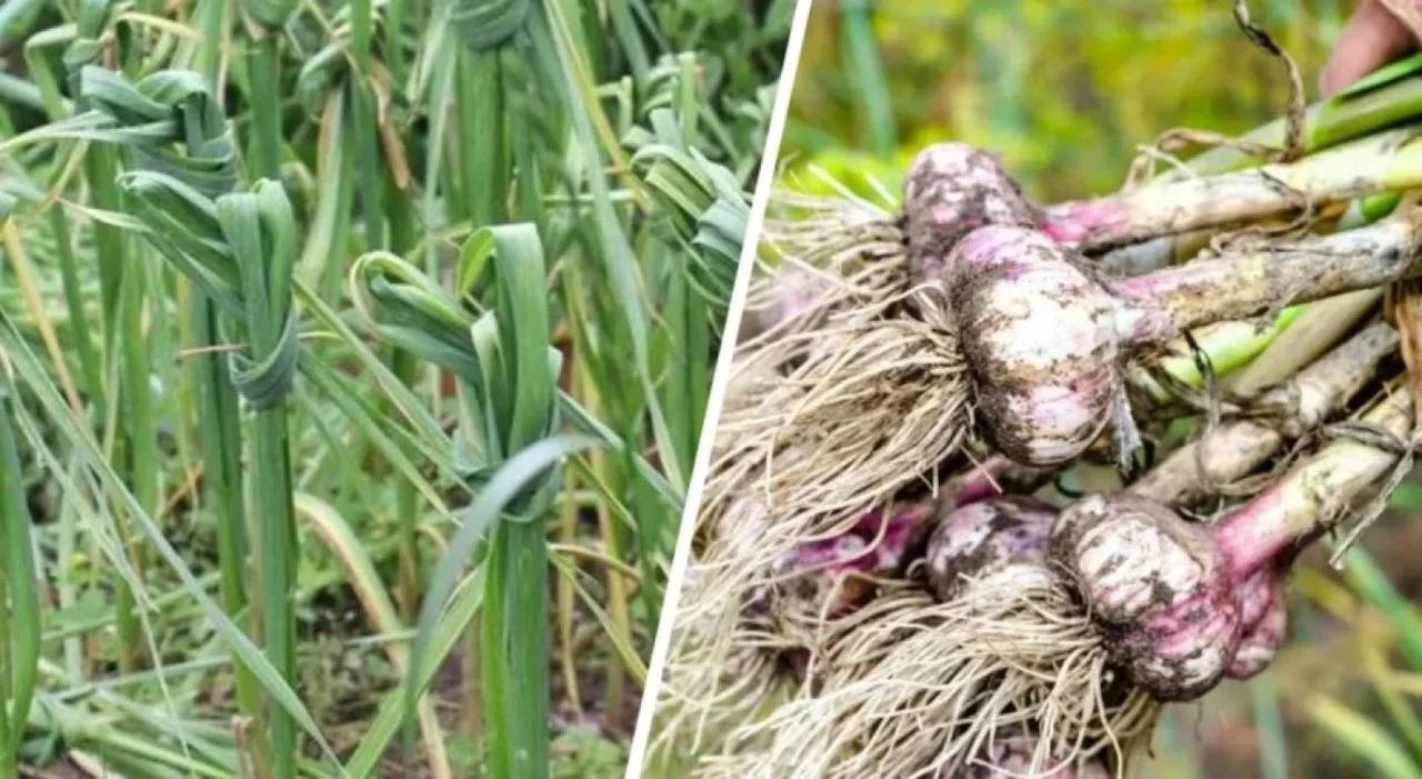 🌿Зачем стоит завязывать листья чеснока в узел?