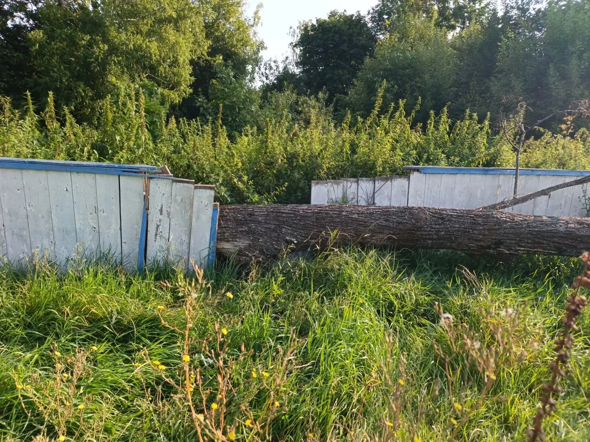 Убираем упавшее ветхое дерево на хоккейной коробке в с. Чуфарово#Старомаклаушинскоепосе...