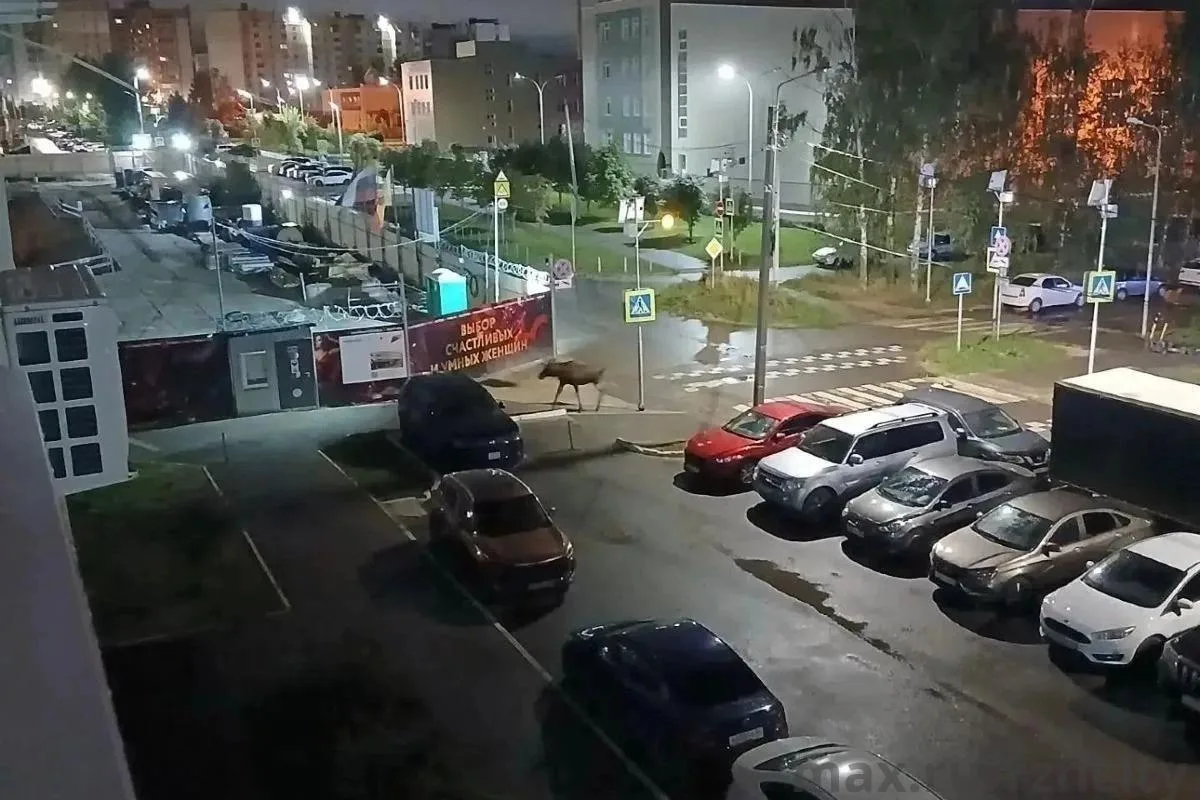 В ДПР 7 второй день гуляет лось, уже замечен у школы №75, в 112 звонили.