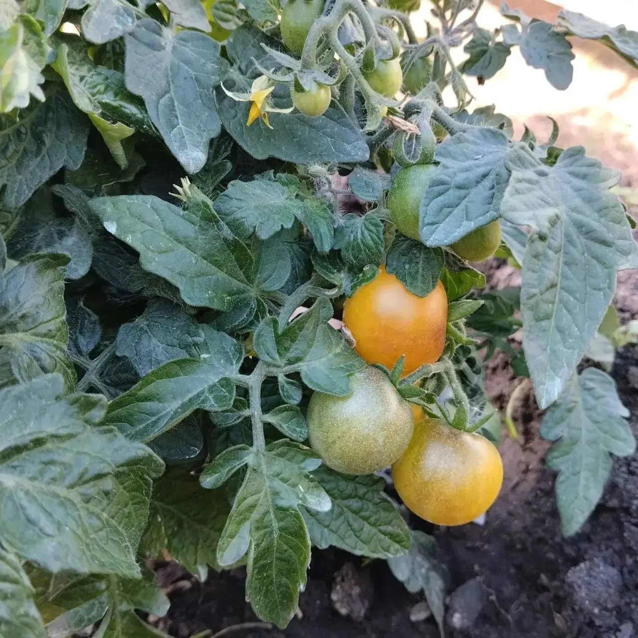 У жителей частного сектора уже зреют помидорки 🍅🤗