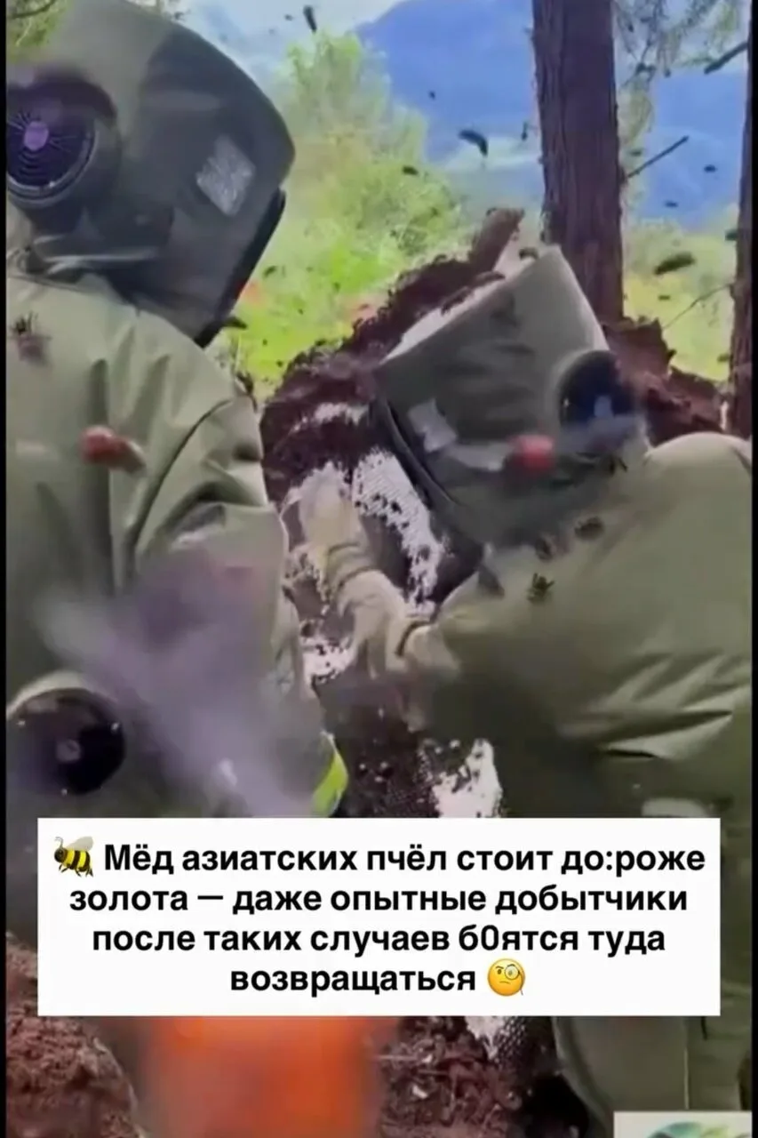🚨 Даже самая надёжная экипировка не превращает работу с пчёлами в полностью безопасное...