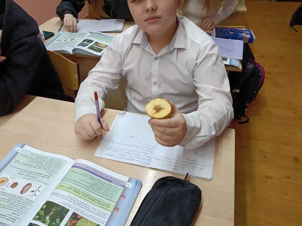 Вести с урока👩🏻‍🏫  Картофель удивительный плод или это побег? Известный нам своими вкусовыми качеств